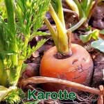 Gemüse: Karotte bzw. Möhre (Daucus carota subsp. sativus)