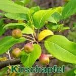 Bรคume: Kirschapfel bzw. Beerenapfel (Malus baccata)