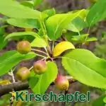 Bäume: Kirschapfel bzw. Beerenapfel (Malus baccata)