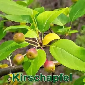 Bäume: Kirschapfel bzw. Beerenapfel (Malus baccata)