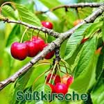 Früchte: Süßkirsche (Prunus avium subsp. juliana)