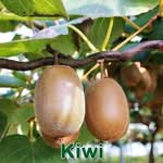 Früchte: Kiwi (Actinidia chinensis) und Weiki (Actinidia arguta)