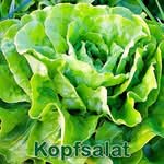 Salat: Kopfsalat (Lactuca sativa)