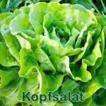 Salat: Kopfsalat (Lactuca sativa)