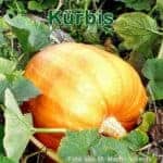Gemรผse: Kรผrbis (Cucurbita)