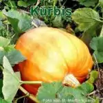 Gemüse: Kürbis (Cucurbita)