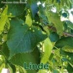 Bäume: Sommerlinde (Tilia platyphyllos) oder Winterlinde (Tilia cordata)
