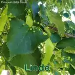 Bäume: Sommerlinde (Tilia platyphyllos) oder Winterlinde (Tilia cordata)