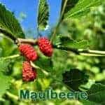 Bรคume: Schwarze Maulbeere (Morus nigra) und Weiรe Maulbeere (Morus alba)