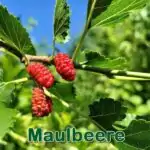 Bäume: Schwarze Maulbeere (Morus nigra) und Weiße Maulbeere (Morus alba)
