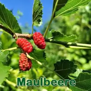 Bäume: Schwarze Maulbeere (Morus nigra) und Weiße Maulbeere (Morus alba)