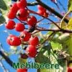 Bรคume: Schwedische Mehlbeere (Sorbus intermedia)