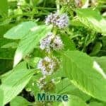 Futterpflanze: Acker-Minze (Mentha arvensis) und Pfefferminze (Mentha ร piperita)