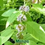 Futterpflanze: Acker-Minze (Mentha arvensis) und Pfefferminze (Mentha × piperita)