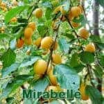 Bäume: Mirabelle (Prunus domestica syriaca)