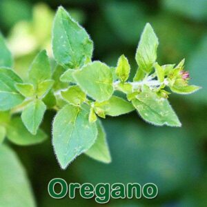 Oregano