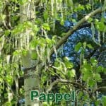 Bäume: Schwarzpappel (Populus nigra), Silberpappel (Populus alba) und Espe (Populus tremula)