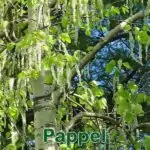 Bäume: Schwarzpappel (Populus nigra), Silberpappel (Populus alba) und Espe (Populus tremula)