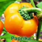 Gemüse: Paprika (Capsicum annuum)