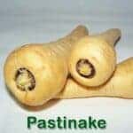Gemüse: Pastinake (Pastinaca sativa)