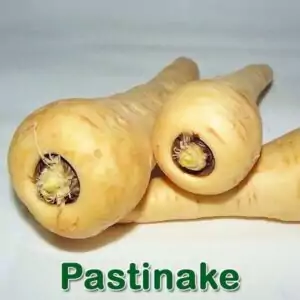Gemüse: Pastinake (Pastinaca sativa)