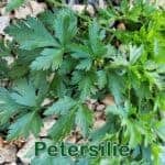 Heilpflanze: Petersilie (Petroselinum crispum)