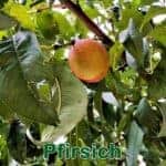 Bäume: Pfirsich (Prunus persica)