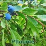 Bäume: Pflaume (Prunus domestica)