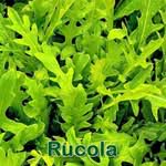 Salat: Rucola bzw. Rauke (Eruca vesicaria)