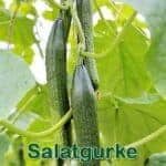 Gemüse: Salat- oder Schlangengurke (Cucumis sativus)