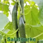 Gemüse: Salat- oder Schlangengurke (Cucumis sativus)