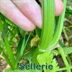 Gemüse: Stangen-, Stauden- bzw. Knollensellerie (Apium graveolens)
