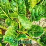 Gemüse: Spinat (Spinacia oleracea)