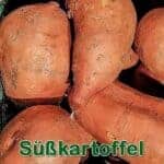 Gemüse: Süßkartoffel bzw. Batate (Ipomoea batatas)