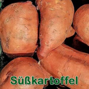 Süßkartoffel