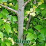 Bรคume: Feld-Ulme (Ulmus minor) oder Berg-Ulme (Ulmus glabra)