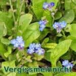 Futterpflanze: Vergissmeinnicht bzw. Acker-Vergissmeinnicht (Myosotis arvensis)