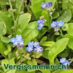 Futterpflanze: Vergissmeinnicht bzw. Acker-Vergissmeinnicht (Myosotis arvensis)