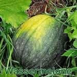 Früchte: Wassermelone (Citrullus lanatus) und Honigmelone (Cucumis melo)