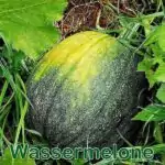 Früchte: Wassermelone (Citrullus lanatus) und Honigmelone (Cucumis melo)