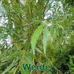 Bäume: Silberweide (Salix alba), Trauerweide (Salix babylonica) oder Korkenzieherweide (Salix matsudana)