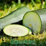 Gemüse: Zucchini (Cucurbita pepo)