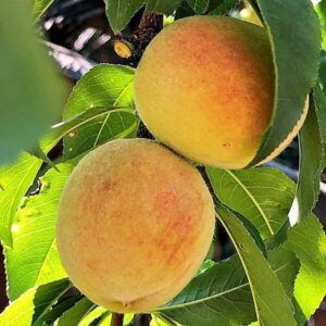 Frucht des Pfirsichbaumes
