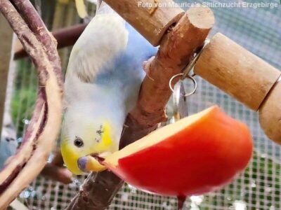 Apfel mit Welli Apfel mit Welli