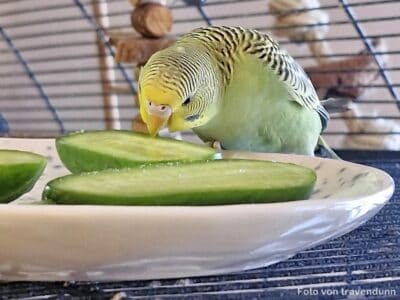 Wellensittich knabbert an  Gurke