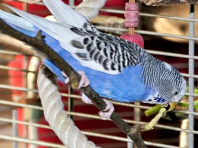 Jule mit Birnenast Wellensittich knabbert am Zweig