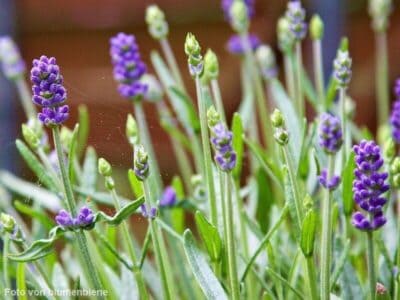 Lavendel (blumenbiene) Lavendel