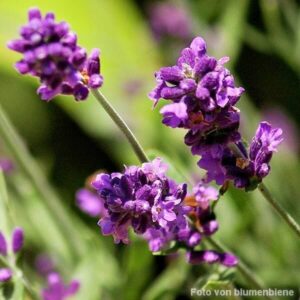 Blüten des Lavendel