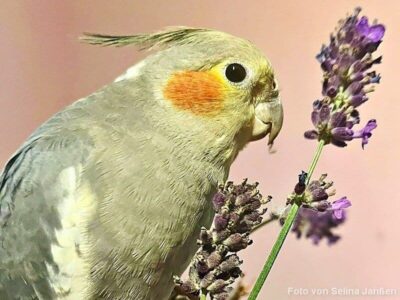 Lavendel mit Nymphensittich Lavendel mit Nymphensittich