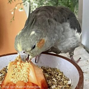 Sittich frisst von Paprikakernen